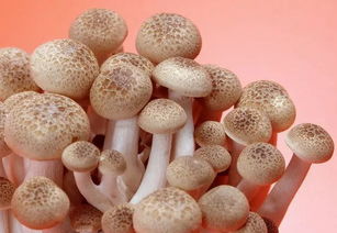吃小鸡炖蘑菇一个月能瘦10斤